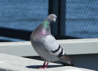 Kiedy mówimy bonjour?